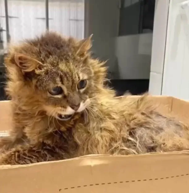 Gato Simba após resgate